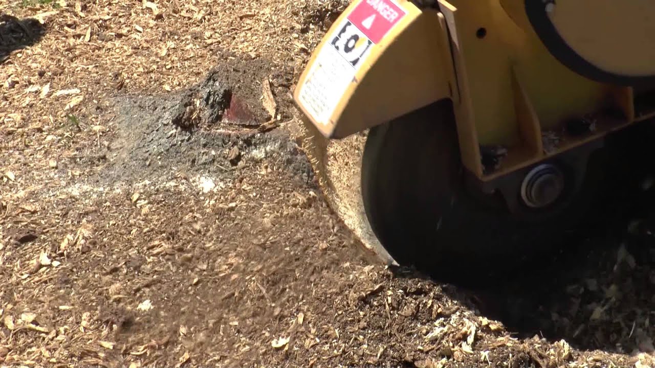 Greenteeth® Rayco Upgrade Kit On A Pine Stump