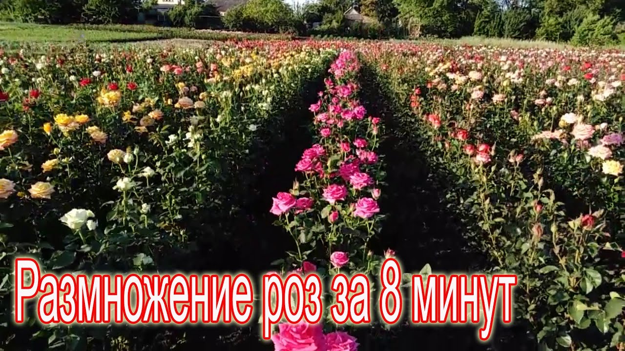Процесс рождения розы за 8 минут! Birth of a rose in 8 minutes!
