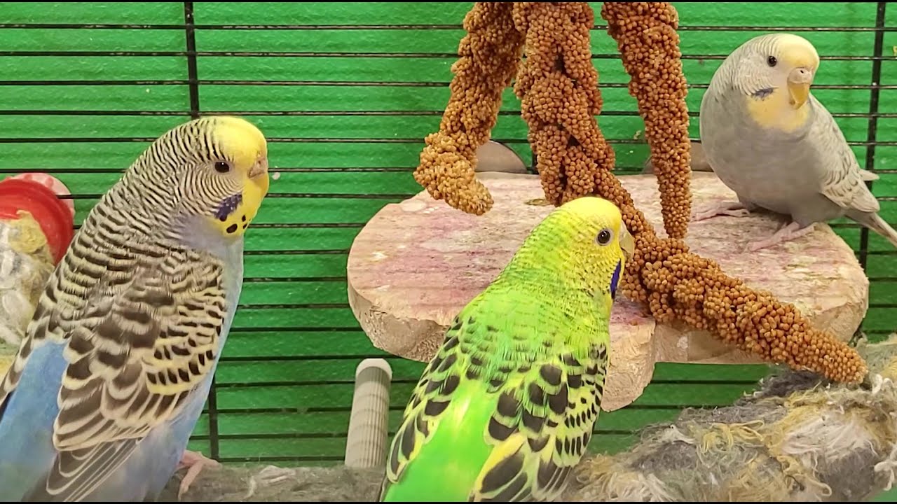 budgie happy parakeet sounds