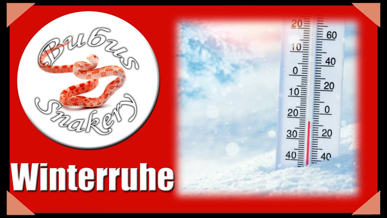 Winterruhe / Kältestarre bei Schlangen (Kornnattern) durchführen