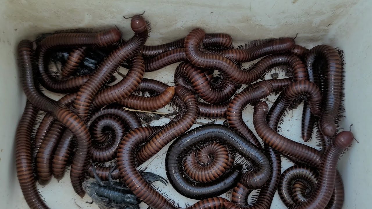 My Best Exploring of Giant Millipedes And Other Poison Animals In  Forest  - Compilation