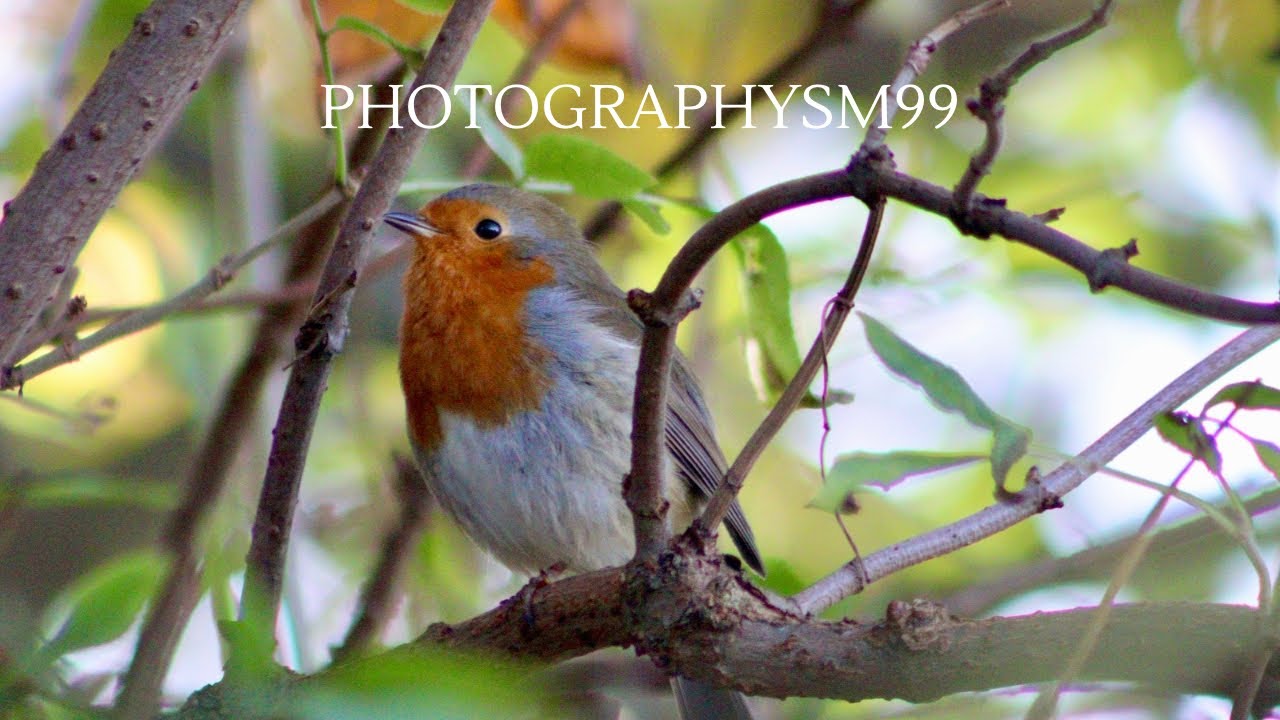 Robin looking for a snack! 