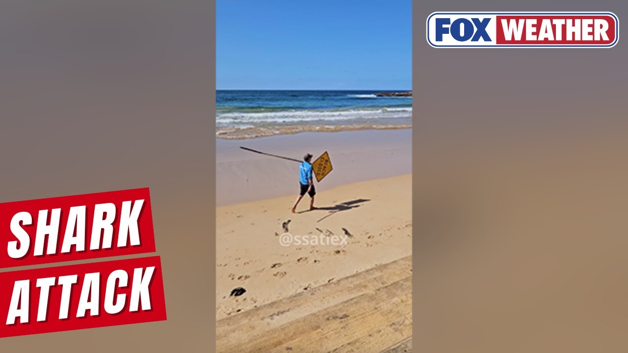 Watch: Drone Video Shows Emergency Response After Fatal Shark Attack In Sydney