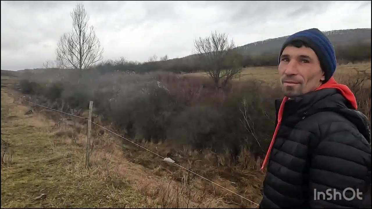 VACI SURĂ DE STEPĂ  UNICE ÎN JUD BISTRITA-NASAUD.A VÂNDUT OIlE ȘI A CUMPĂRAT VACI  ȘI BIVOLI