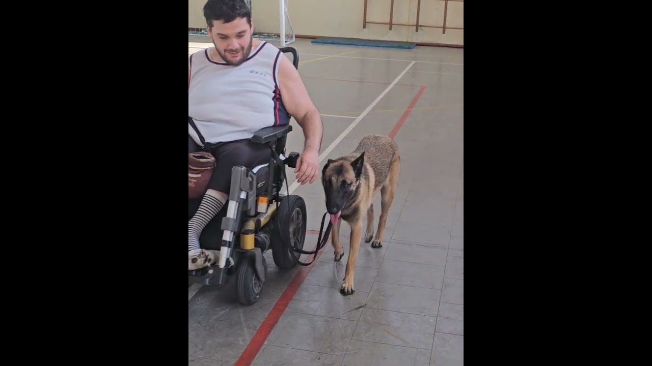 Preparazione cane da Assistenza - Tommaso e la sua Dea: Pastore Belga malinois di 10 mesi