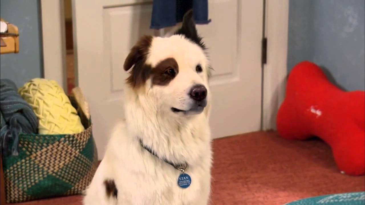 Dog With A Blog - Whiskers The Cat