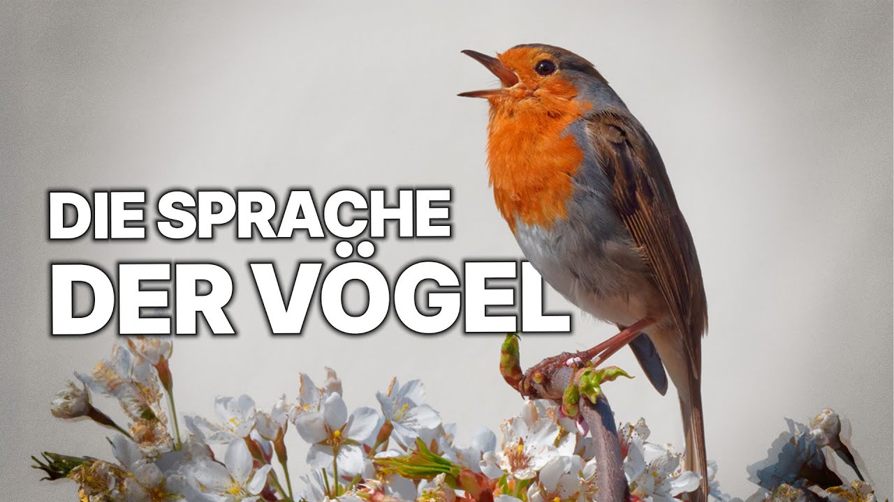 Singende Vögel | Stimmen der Natur