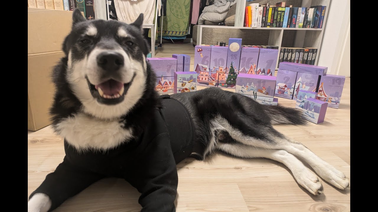 XXL Fellbox Adventskalender für Hunde 💙 | Adventskalender Test | 🐺 Husky Goraidh 🐾