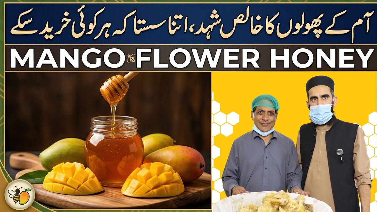 Pure Mango Blossom Honey Harvest | Beekeeping & Honey Extraction in Pakistan