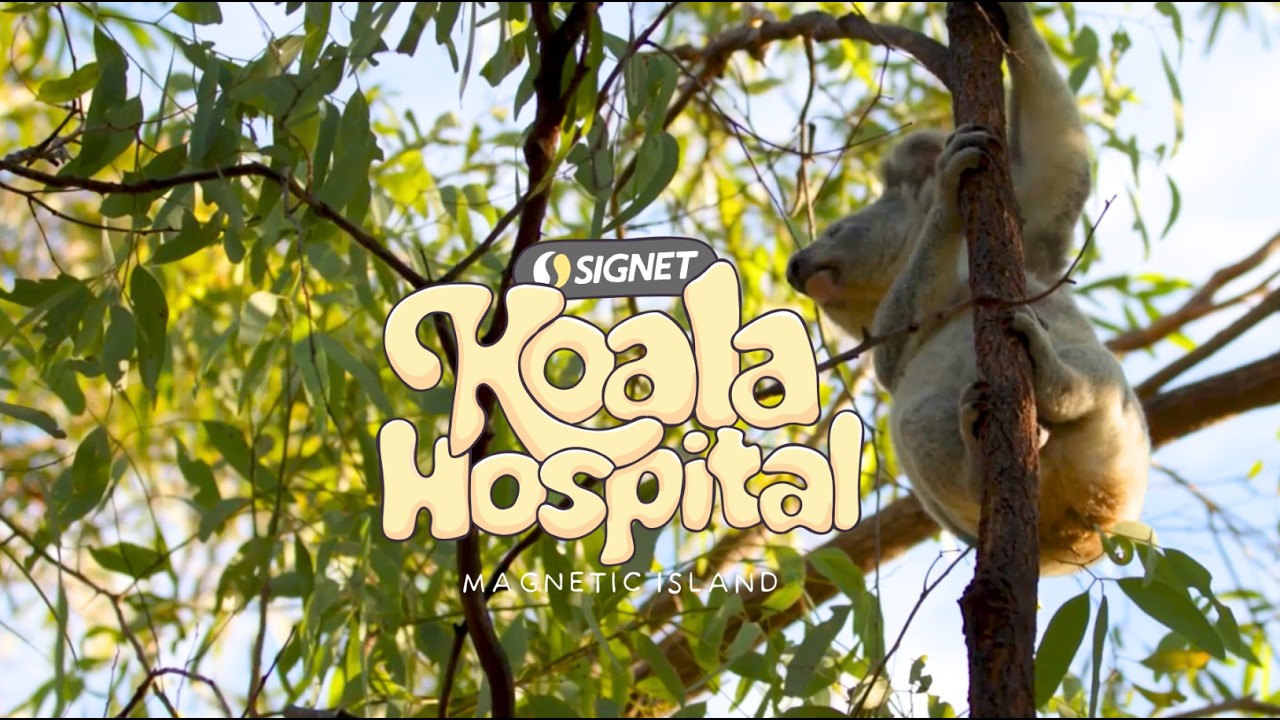 Koala Hospital Episode 2 Teaser 🐨