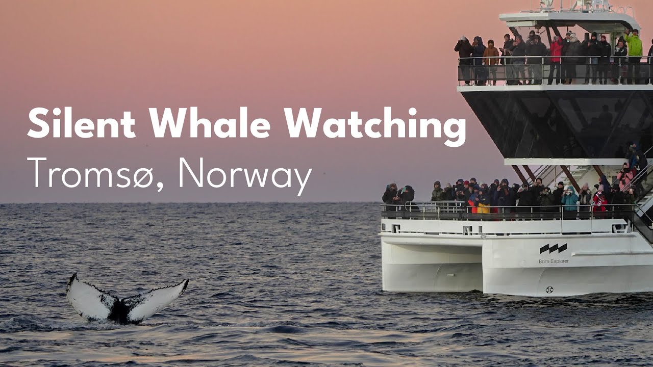 Silent Whale Watching with Brim Explorer in Troms&oslash;