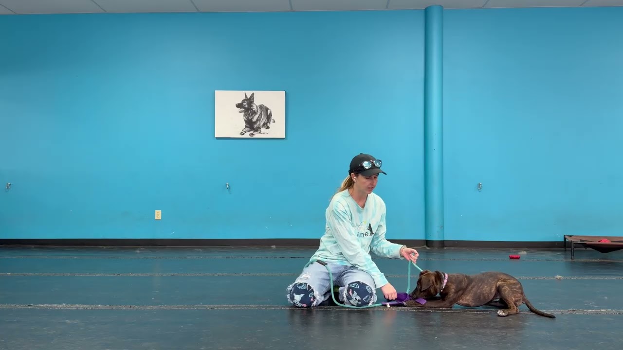 Lexi - comply without food, impulse control with toy, teething, and tactile cue for down
