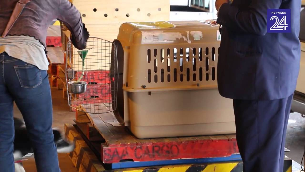 SA skaaphonde wys hul slag in Skotland