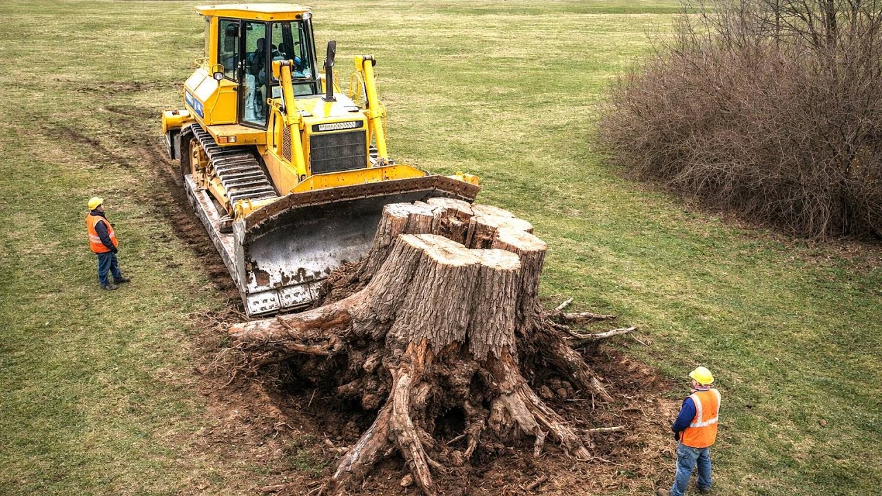 Fastest Chainsaw Logging & Brutal Stump Removal | Heavy Excavators vs Massive Trees