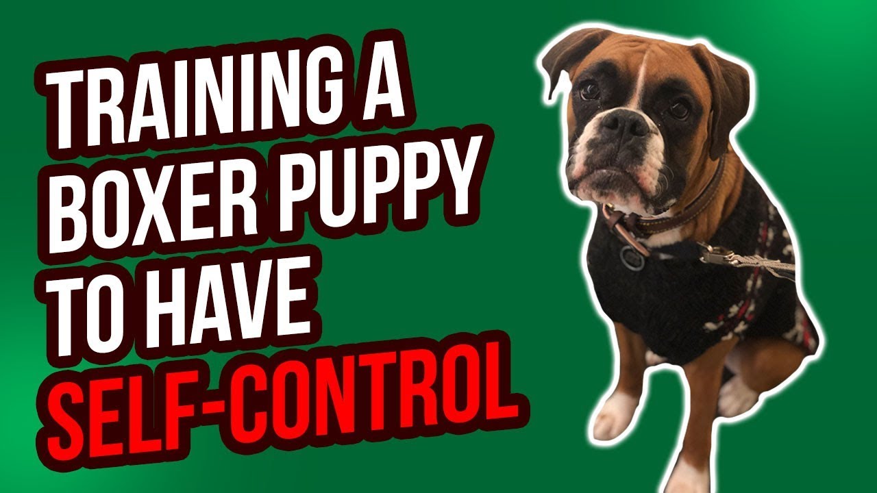 TRAINING A BOXER PUPPY TO HAVE SELF-CONTROL