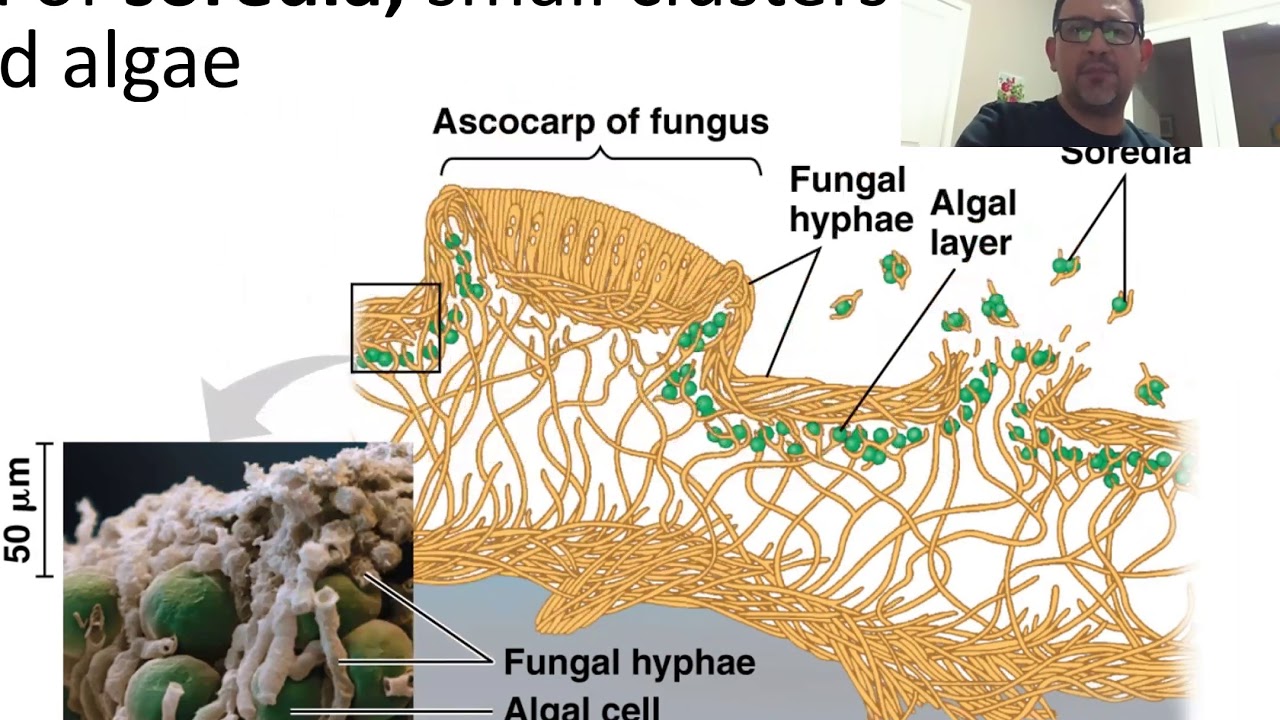 Fungi Ecological Role