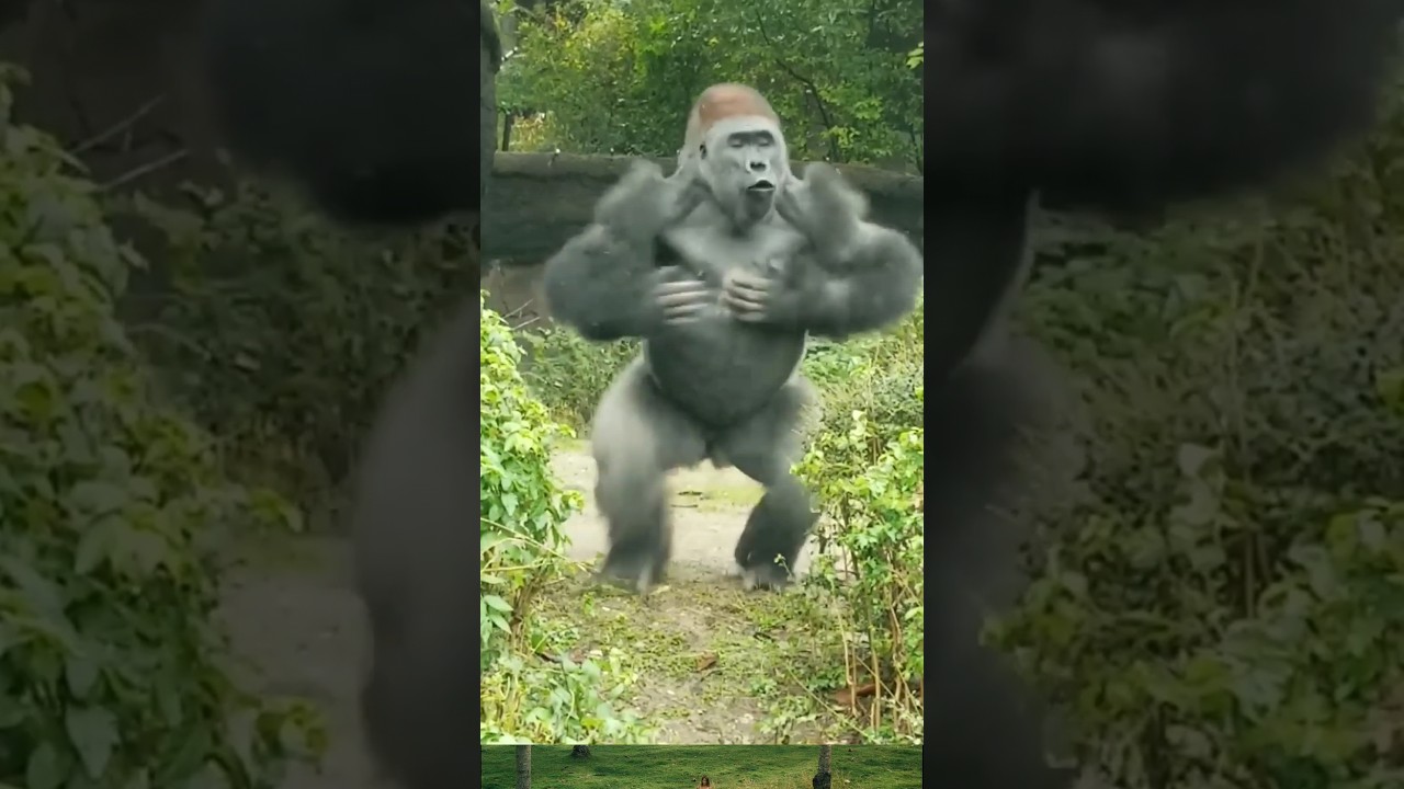 Gorilla 🦍 beats his chest #likesadia #animals #gorilla #beautifulscenery 👍