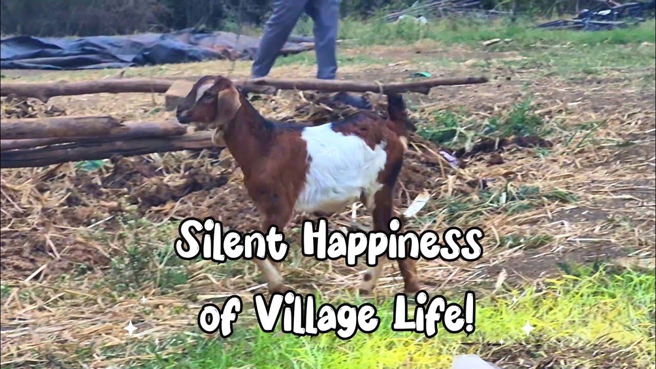 Escape City Noise | Peaceful Village Life with Goats 🌾 