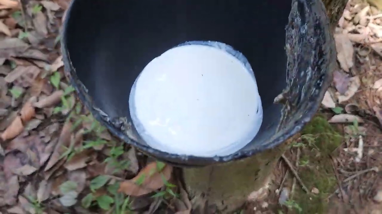 How to get rubbe, rubber forest; রাবারের গাছ, রাবার থেকে কিভাবে রস বের করে