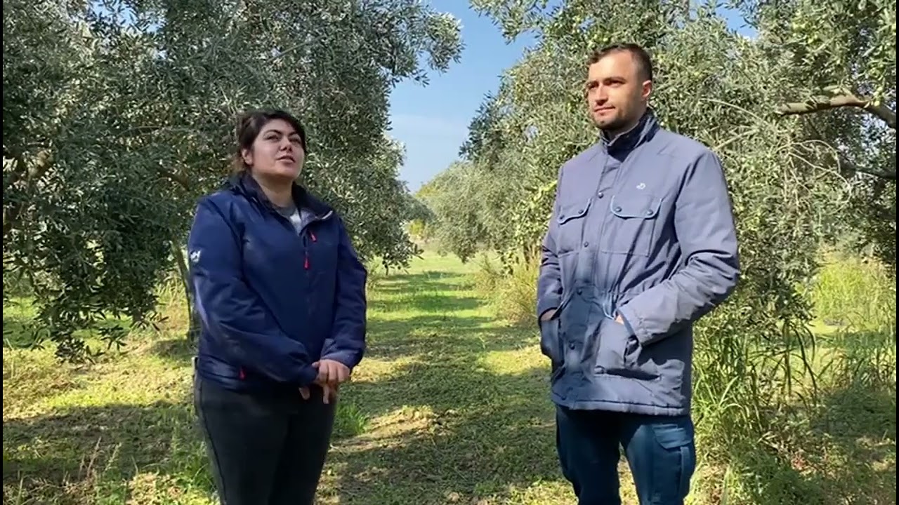 Hasat öncesi son kontroller Tarık Beyin bahçesindeyiz