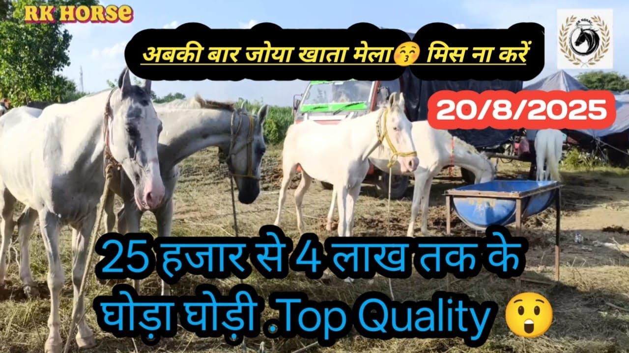 JOYA KHATA MELA AB KE BAR MISS NA KAREN 😚 #2025 #horse #mela #rkhorse #trend #famous #best #horses 