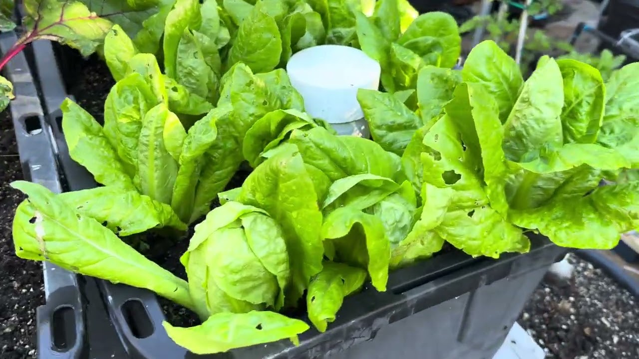 Huynh Garden ,   Chia sẻ san vườn, 3/1/26 , Bác đau uom cay trong vao mua nắng ấm . !