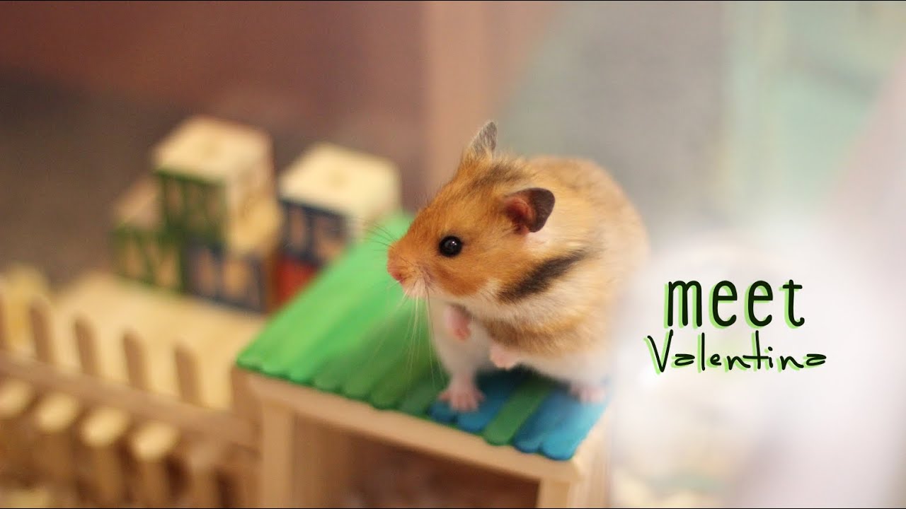 Cute Golden Hamster (Syrian Hamster)