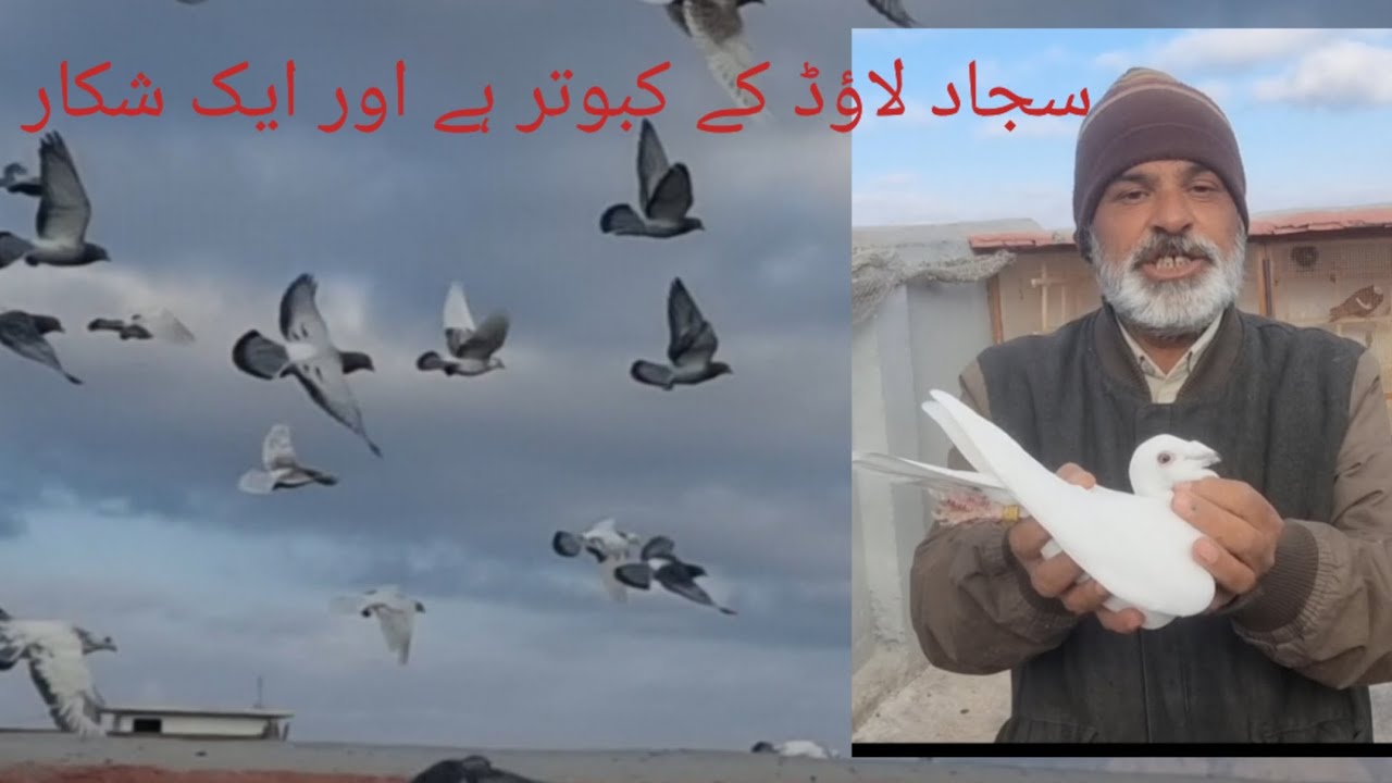 #pakistan #Quetta #pigeon #kabootar #birds #support 