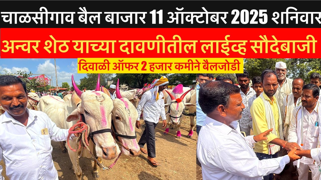 दिवाळी ￼ऑफर 🎆 अन्वर शेठ याच्या दावणीला live 🔴 11 ￼ ऑक्टोबर 2025 || Chalisgaon bail bajar #bailbajar 