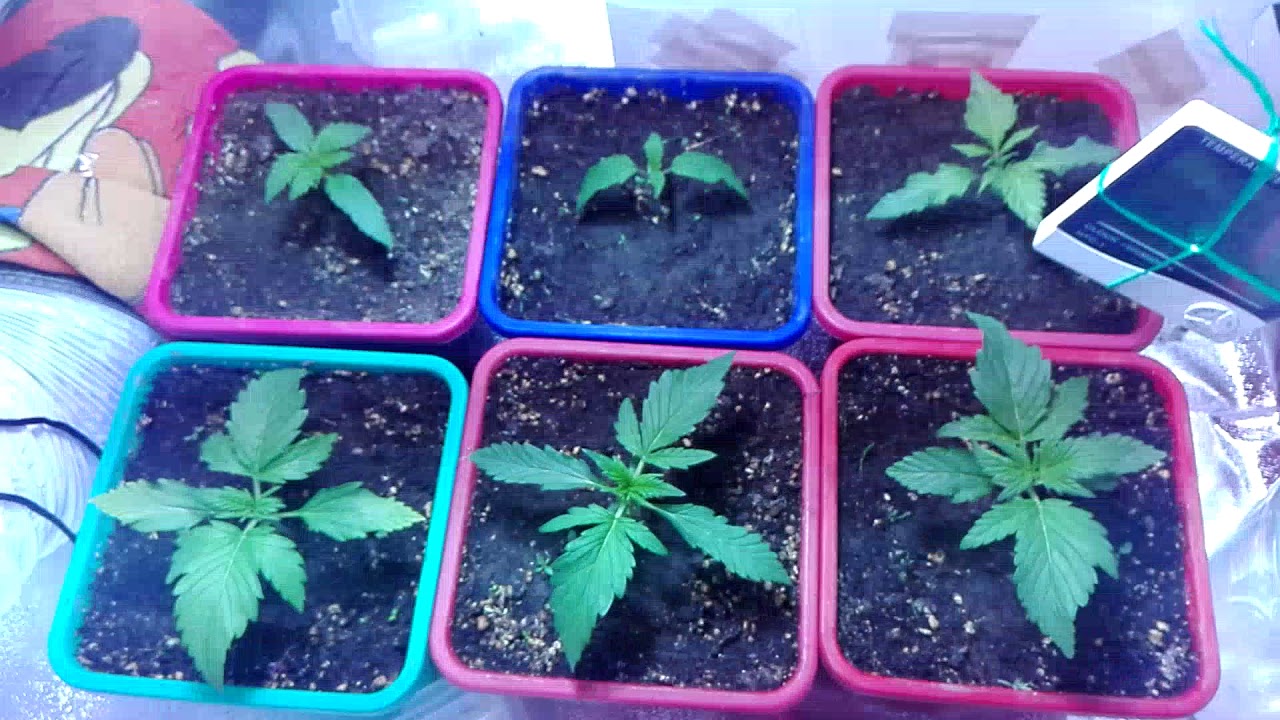 Semana 2 Seguimiento NL5 Haze Mist, Vip Haze, Sour Diesel y Auto Critical
