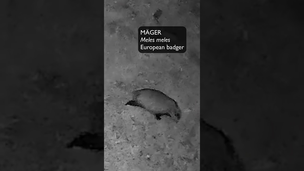 M&auml;ger (Meles meles; European badger) -  Eesti elurikkus
