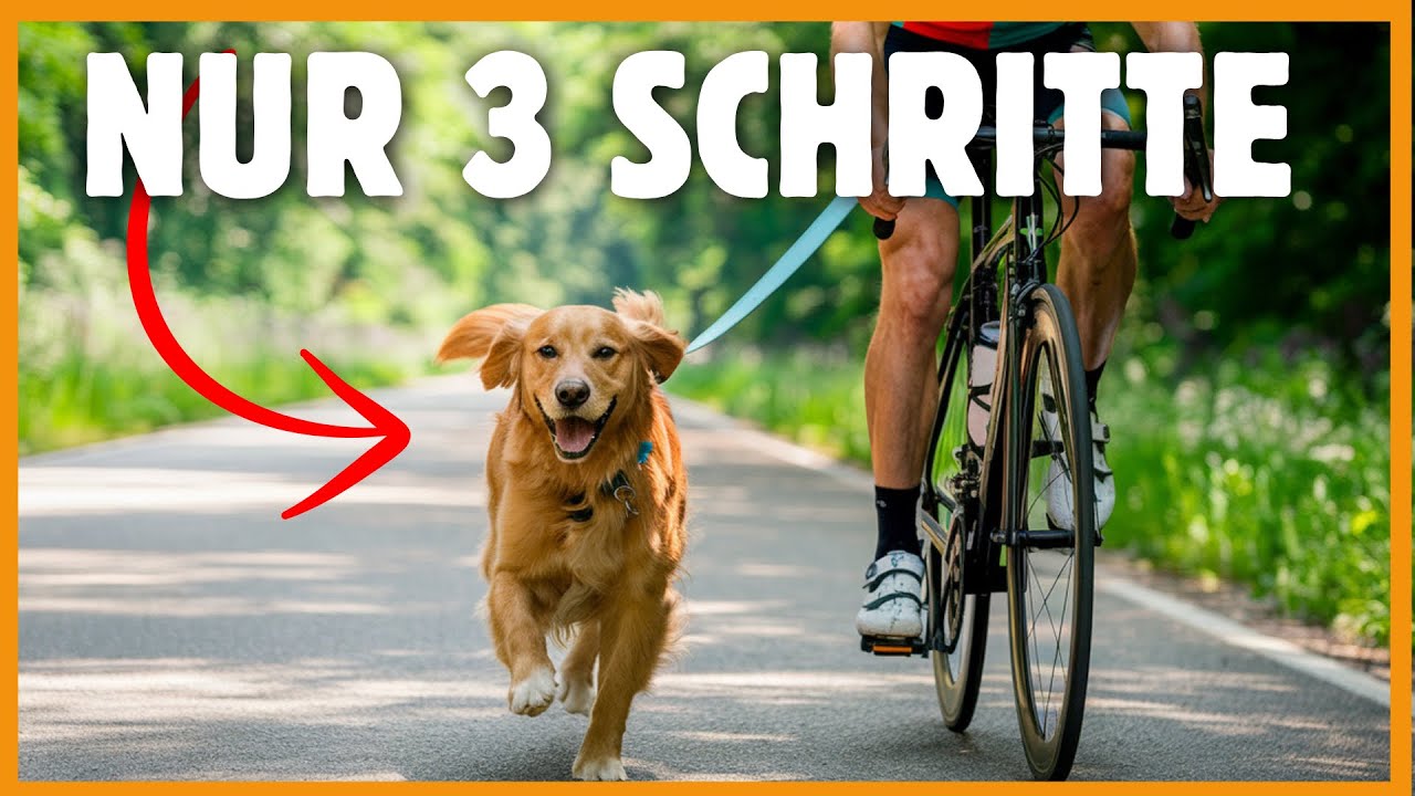 So lernt dein Hund, am Fahrrad zu laufen - ohne Stress!