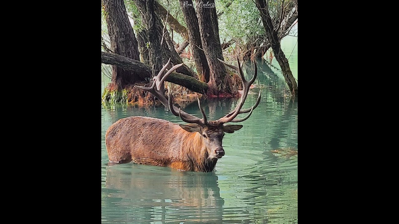 Cervo fa il bagno nel Lago di Barrea