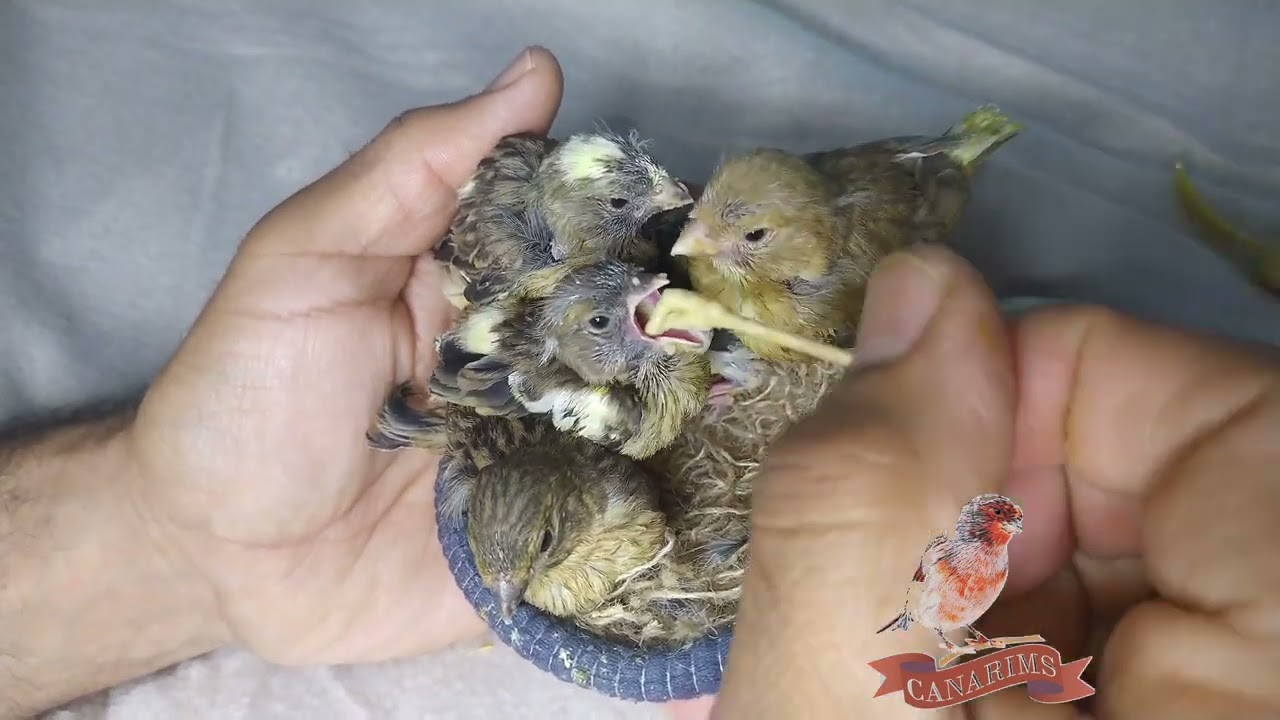 تحدي اطعام خمسة فراخ كناري من البيض حتى الفطام+ معلومات حول A21 مكوناته و طريقة تحضيره 🔥🔥🔥🔥🦜🦜🦜🦜🐦🐦🐦