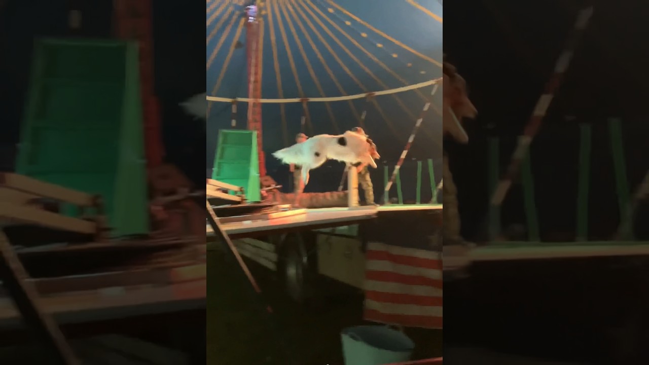 Circus Ginnett insane daredevil skills 