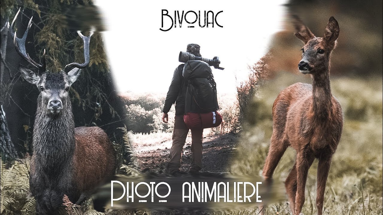 BIVOUAC & PHOTO ANIMALIÈRE - Une nature imprévisible !