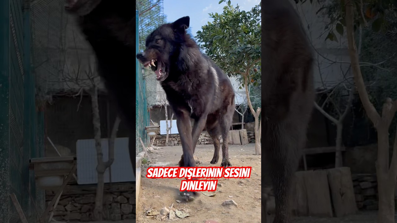 Just listen to the sound of your teeth #wolfe #canavar #wolfdog #blackwolf #kangal #alfakurt