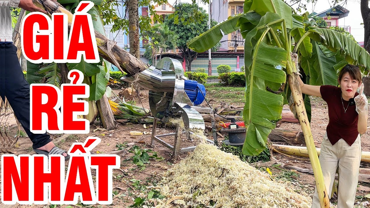 ✅ “🔥 MÁY BĂM CHUỐI INOX GIÁ RẺ NHẤT 2025 | Băm 100 Cây Chuối/Giờ – 400kg Cỏ Rau Bèo | BÌNH MINH”
