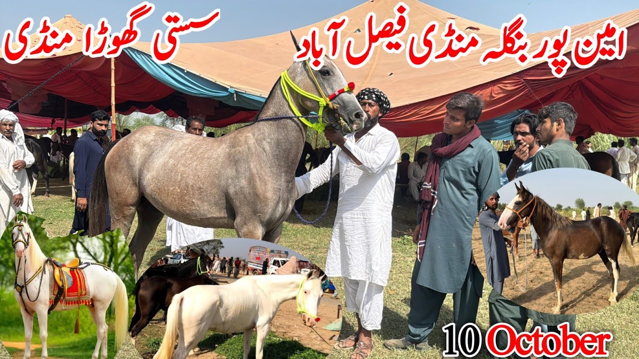 Ghoda Mandi In Punjab Pakistan | Horse Mandi Aminpur Bangla 2025