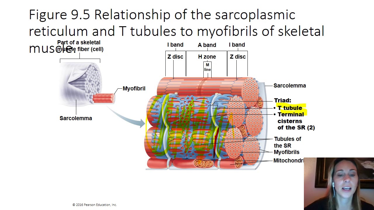 12  Muscle Contraction on the Smallest Level the Cell Sarcolemma and the Sarcomere