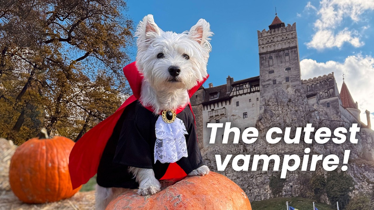Trick AND Treat With My Westie Dog 🎃 Halloween Edition
