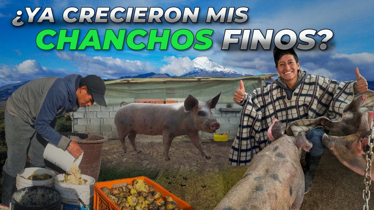 CRIAMOS CHANCHOS FINOS EN EL PÁRAMO (En 3 meses) | Edii Luu 