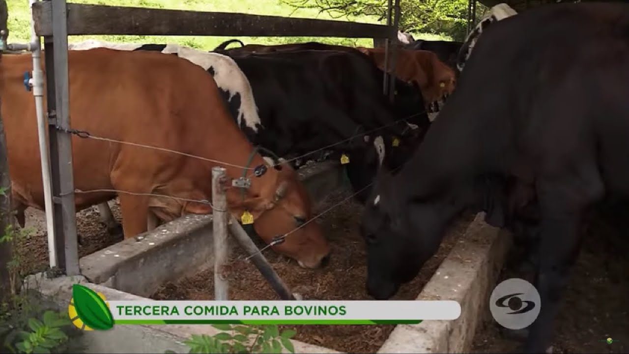 ¿En qué consiste la tercera comida para los bovinos y de qué está integrada? - La Finca de Hoy