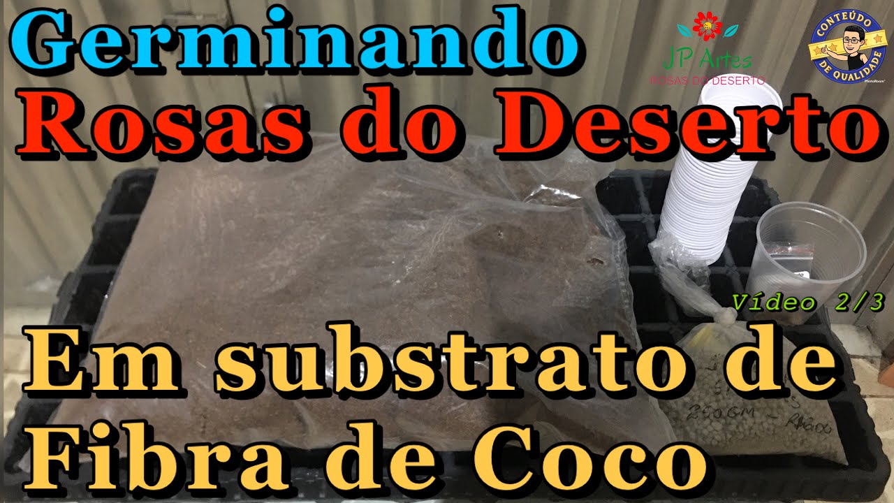 Germinando em Substrato de Fibra de Coco. Vídeo 2/3