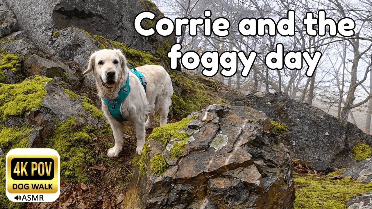 Moody Foggy Morning 🌫️ 40 Mins of Peaceful Dog Walking & Rock Climbing |  4K POV ASMR (No Talking)