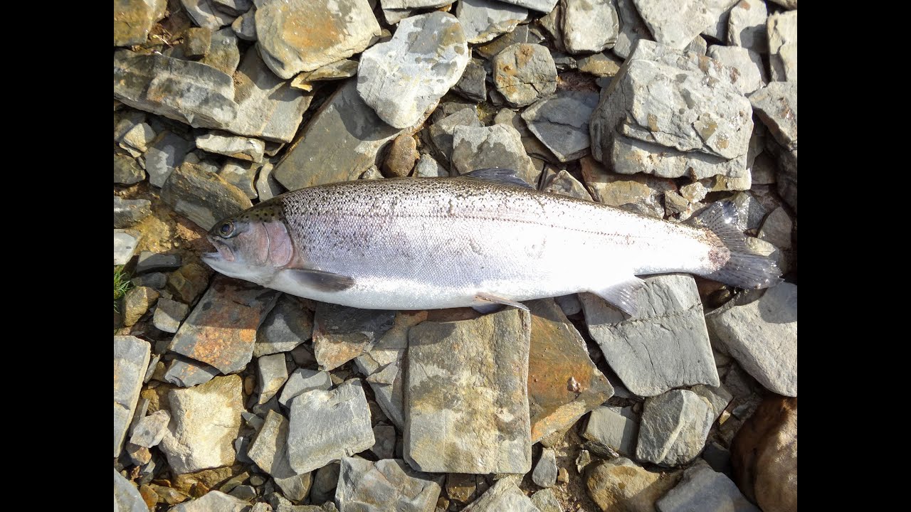 A morning fishing Llyn Brenig, North Wales, with Rhyl and St Asaph Angling Association