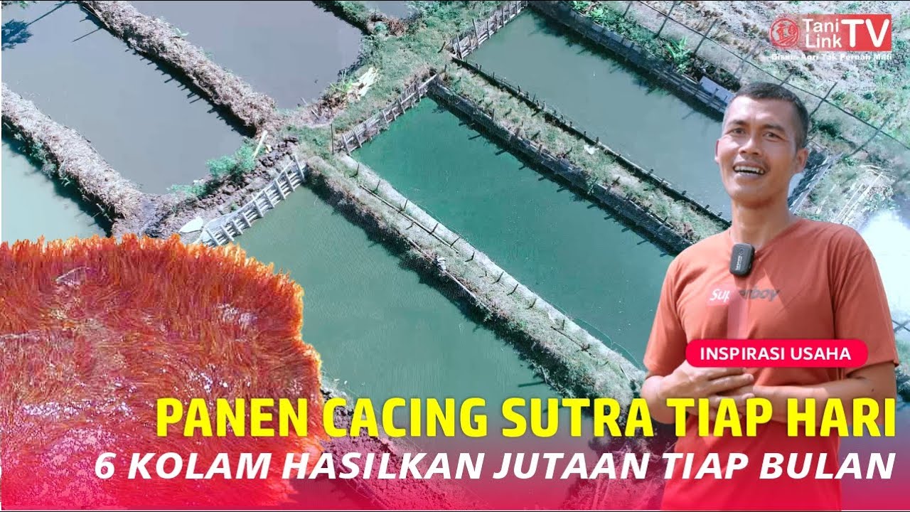 Budidaya Cacing Sutra Modal Limbah Kotoran Ikan Lele