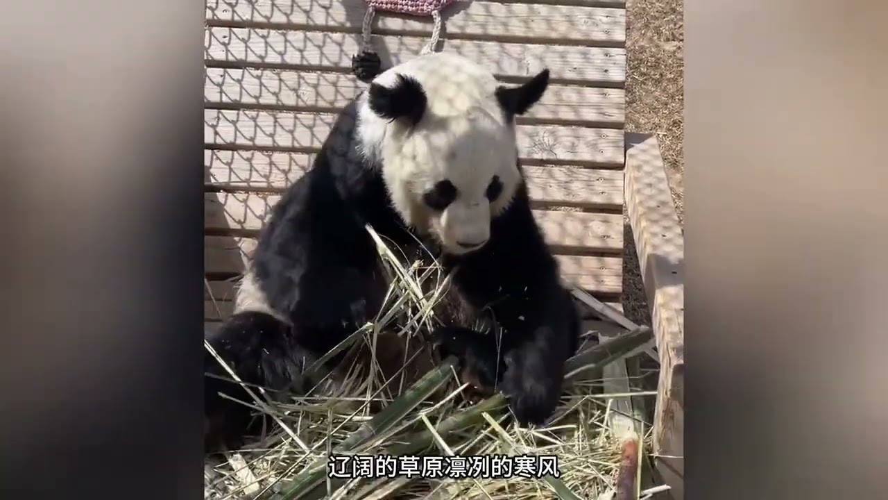 草原公主朵朵一生都在奔波今日荣归故里回四川养老了只愿回到老家的朵朵能做一只最幸福最自在的大熊猫#大熊猫朵朵  #大熊猫云涛
