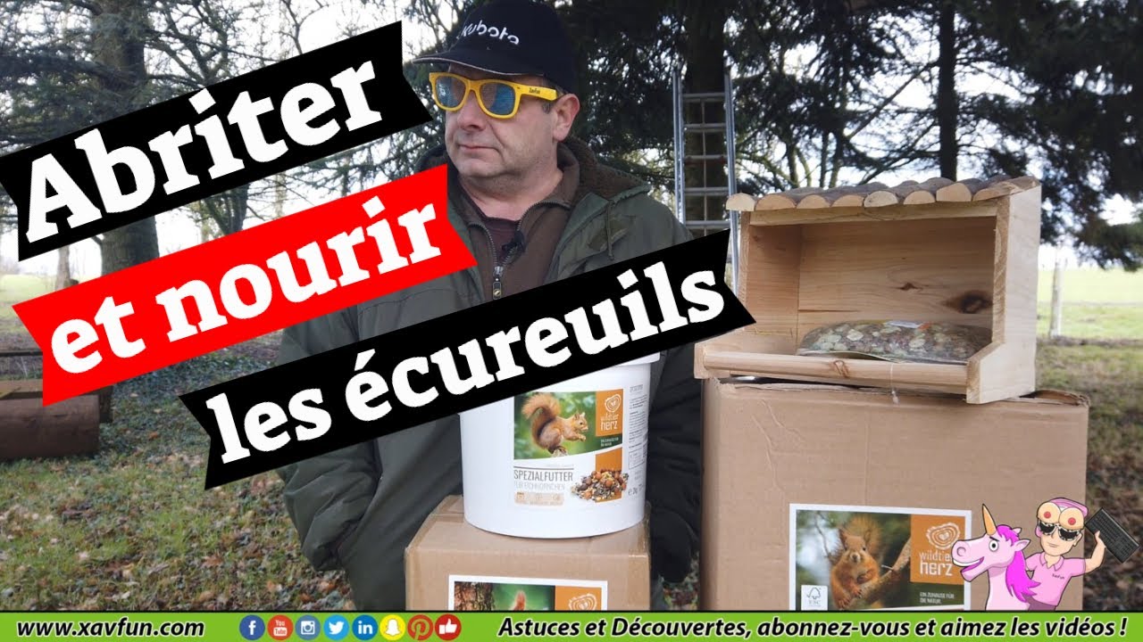 Présentation de nourriture et nichoir pour écureuil par XavFun