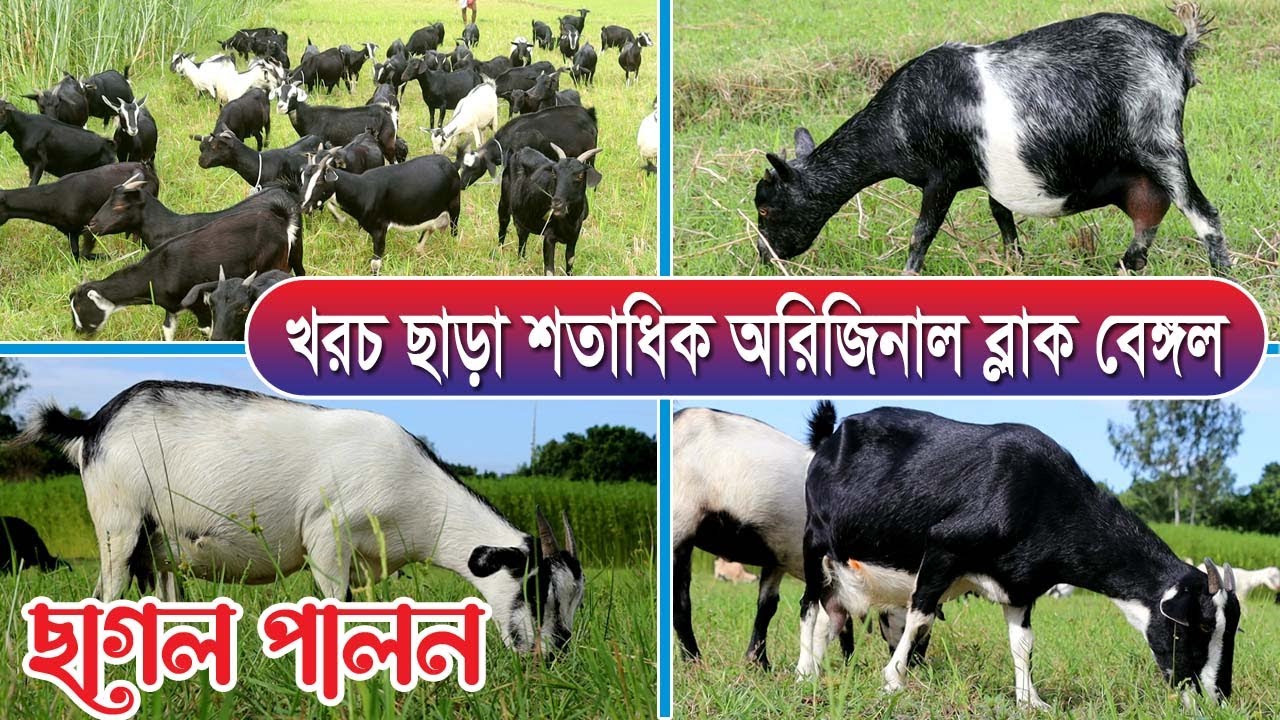 ১০০% ব্লাক বেঙ্গল পালনে সফলতার গোপন তথ্য থাকছে আজকের এ পর্বে | black bangol goat farming